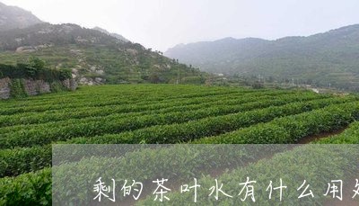 剩的茶叶水有什么用处/2023061036171