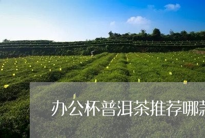 办公杯普洱茶推荐哪款最好/2023082841036