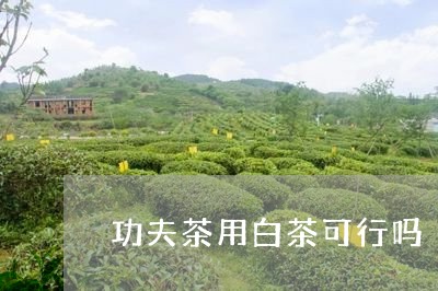 功夫茶用白茶可行吗/2023081219703