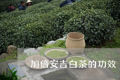 加倍安吉白茶的功效/2023081246157