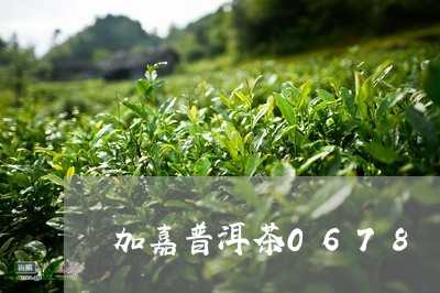 加嘉普洱茶0678/2023091413747