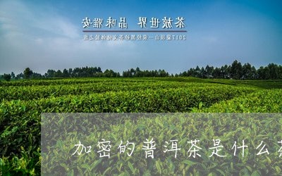 加密的普洱茶是什么茶/2023100752715