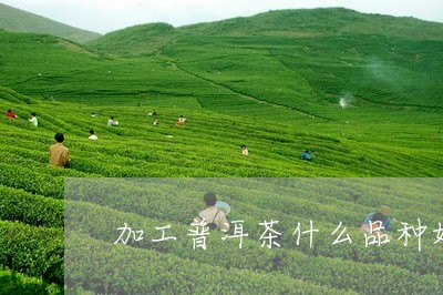 加工普洱茶什么品种好/2023080260502