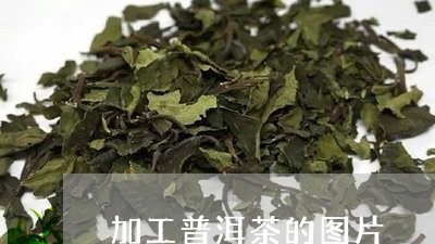 加工普洱茶的图片/2023110558682