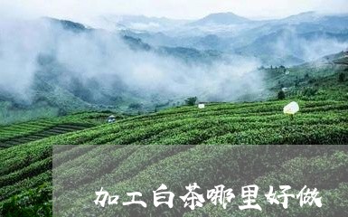 加工白茶哪里好做/2023061584048