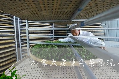 加拿大卖普洱茶吗现在还有吗/2023052852838