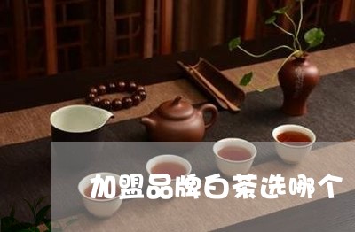 加盟品牌白茶选哪个/2023081292718