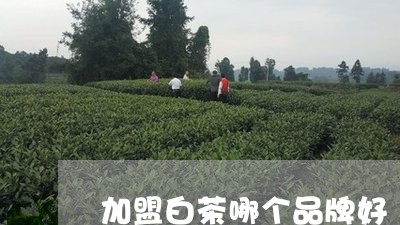 加盟白茶哪个品牌好/2023071549472