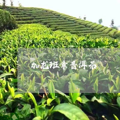 加龙班章普洱茶/2023112604727