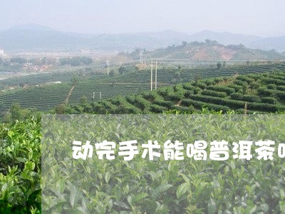 动完手术能喝普洱茶吗/2023092767372