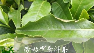 劳动牌普洱茶/2023042668197