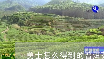 勇士怎么得到的普洱茶/2023082890271