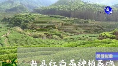 勉县红白茶种植基地/2023071521694