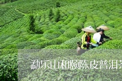 勐乐山和颐陈皮普洱茶/2023062414472