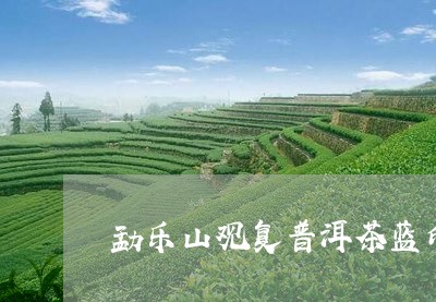 勐乐山观复普洱茶蓝印/2023093001682