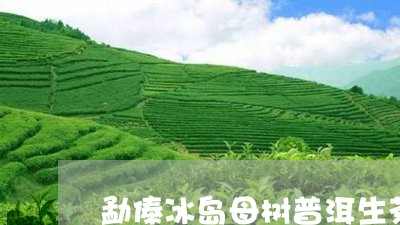 勐傣冰岛母树普洱生茶/2023092574025