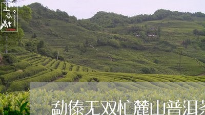 勐傣无双忙麓山普洱茶/2023092709816