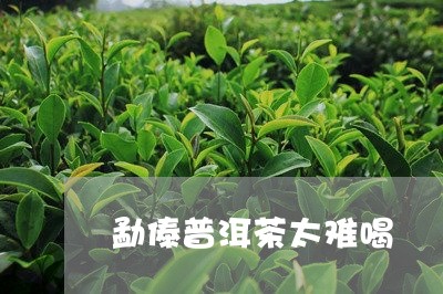 勐傣普洱茶太难喝/2023101622728