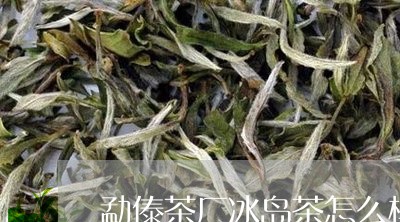 勐傣茶厂冰岛茶怎么样/2023092363836