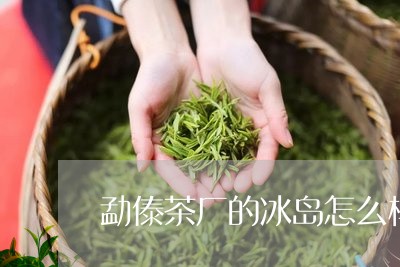 勐傣茶厂的冰岛怎么样/2023092337159