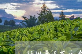 勐冈普洱茶生产特点是啥/2023121569491