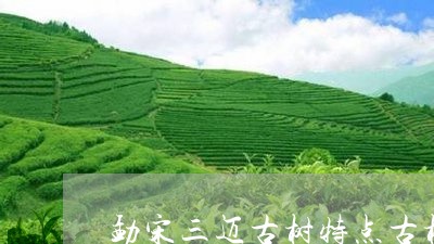 勐宋三迈古树特点古树昔归/2023051284171