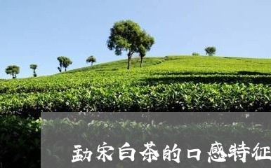 勐宋白茶的口感特征/2023071526149