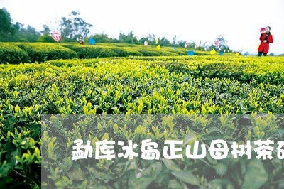 勐库冰岛正山母树茶砖/2023092303736