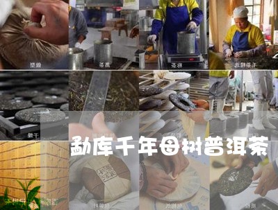 勐库千年母树普洱茶/2023110989260