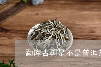 勐库古树是不是普洱茶/2023092873828