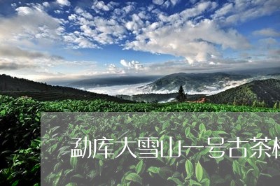 勐库大雪山一号古茶树/2023060951804