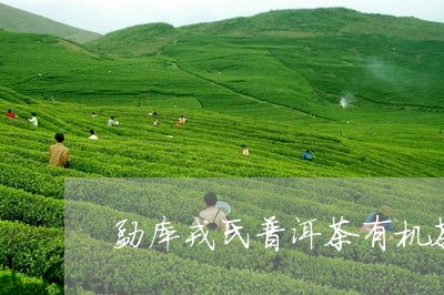 勐库戎氏普洱茶有机茶/2023062302706