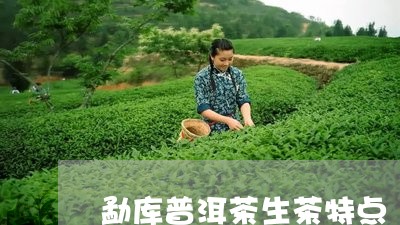 勐库普洱茶生茶特点/2023101716858