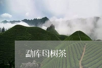 勐库母树茶/2023090298271