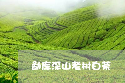 勐库深山老树白茶/2023061582824