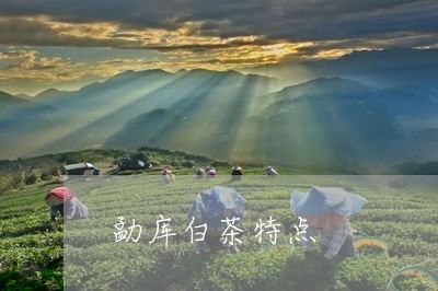 勐库白茶特点/2023042902862