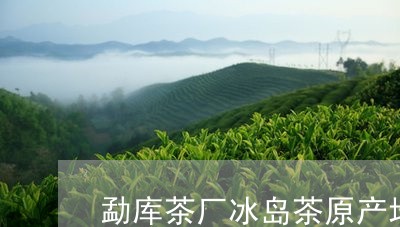 勐库茶厂冰岛茶原产地/2023092351658