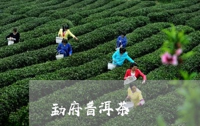 勐府普洱茶/2023102505837