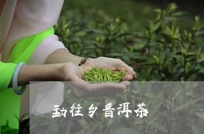 勐往乡普洱茶/2023042967513