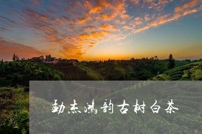 勐杰鸿韵古树白茶/2023082613028