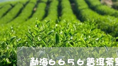 勐海6656普洱茶熟茶/2023120748281