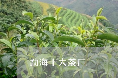 勐海十大茶厂/2023042903415