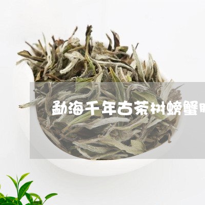 勐海千年古茶树螃蟹脚普洱茶/2023121538291