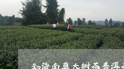 勐海南莫大树茶普洱茶/2023080313725