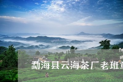 勐海县云海茶厂老班章/2023092402839