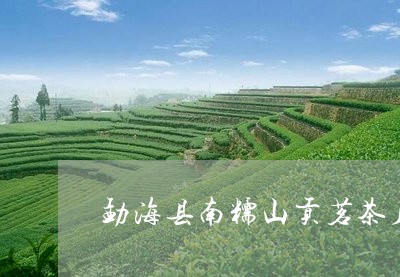 勐海县南糯山贡茗茶厂/2023071618471