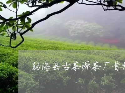 勐海县古茶源茶厂昔归/2023061061726