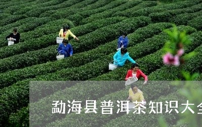 勐海县普洱茶知识大全/2023073184847