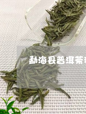 勐海县普洱茶种类/2023121536173