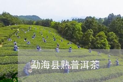 勐海县熟普洱茶/2023120330517